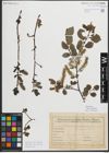 Foto von Salix myrsinifolia Salisb.